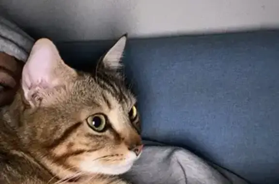 Animaux perdus Bordeaux, photo: Moka, chat tigré perdu à Bordeaux