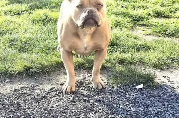 Animaux perdus Saint-Julien, photo: Disparition de Tyga et Bella à Saint-Julien