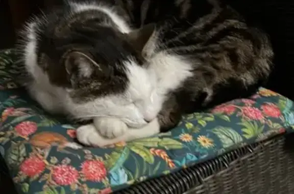 Chat mâle européen perdu à Dammarie-les-Lys - photo