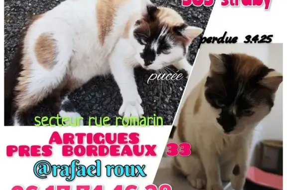 Animaux perdus Artigues-près-Bordeaux, photo: Chatte perdue, blanche tachetée marron