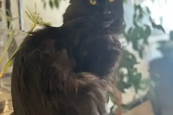 Animaux perdus Le Cannet, photo: Main coon noir 1 an perdu au Cannet