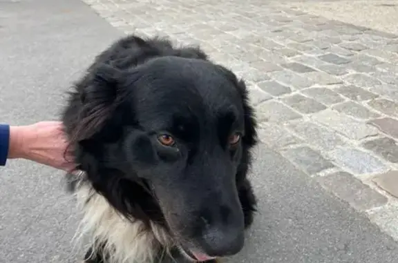 Chien trouvé Erdeven, photo: Chien berger tricolore trouvé à Erdeven