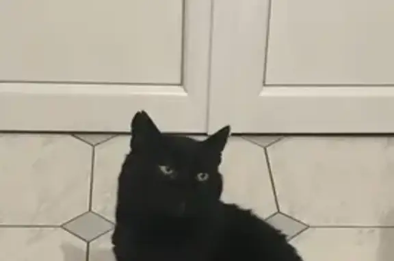 Chat perdu : Mimi, yeux verts, rue de la Pièce - photo