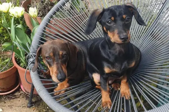Chien perdu Bergerac, photo : Deux teckels nains perdus à Bergerac