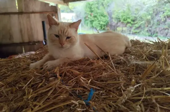Chat perdu, , photo: Chat blanc et roux perdu à Villiers-au-Bouin