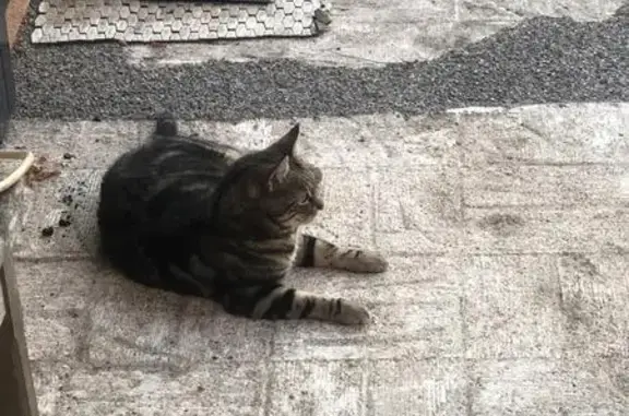 Animaux perdus Charentilly, photo: Chat européen mâle perdu à Charentilly