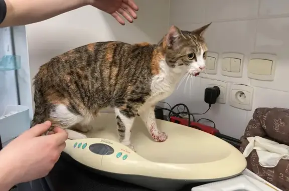 Chatte accidentée cherche son propriétaire - photo