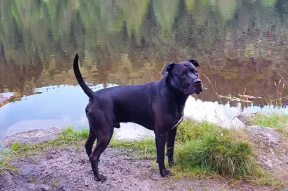 Chien noir perdu à Ambert - photo