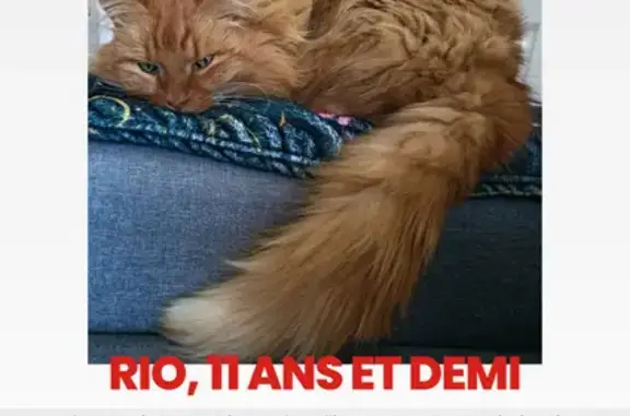 Chat mâle marron/roux perdu à Beaupréau - photo