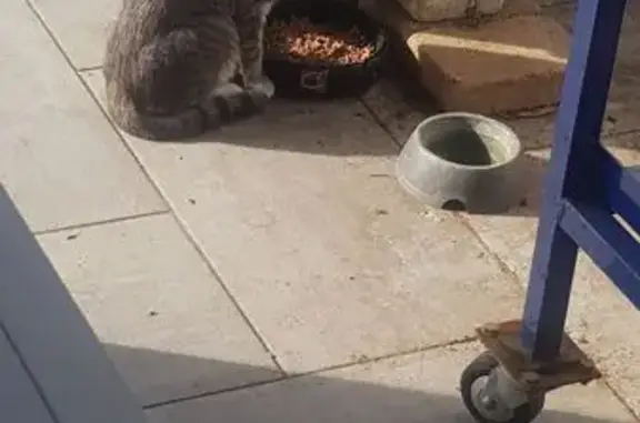 Jeune chat gris tigré trouvé à Poitiers - photo