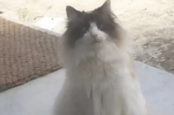 Chatte blanche perdue à Toulenne - photo