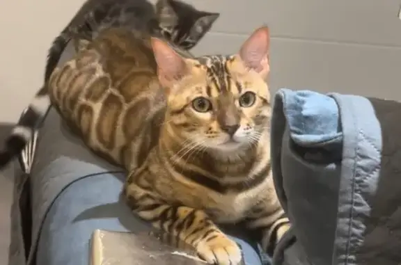 Animaux perdus Strasbourg, photo: Bengal mâle brun roux perdu à Strasbourg