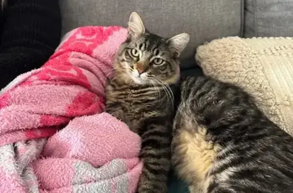 Animaux perdus Cournonsec, photo: Oggy, chat tigre perdu à Cournonsec