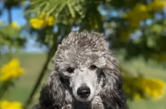 Chien perdu Brignoles, photo : Caniche nain gris perdu à Brignoles