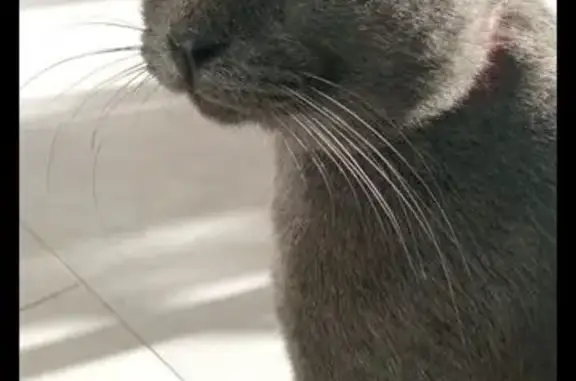 Animaux perdus Prunelli-di-Fiumorbo, photo: Chat gris mâle disparu à Prunelli-di-Fiumorbo