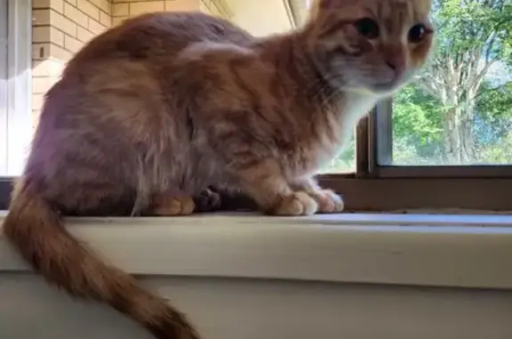 Young Ginger Cat Found on Persse Rd