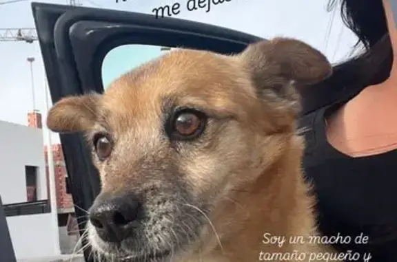 Perro macho de 8 años hallado en Elche