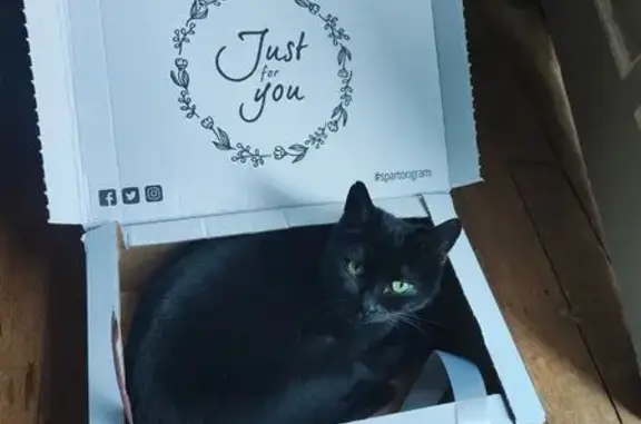 Animaux perdus Niort, photo: Chatte noire disparue, Rue des Fossés, Niort
