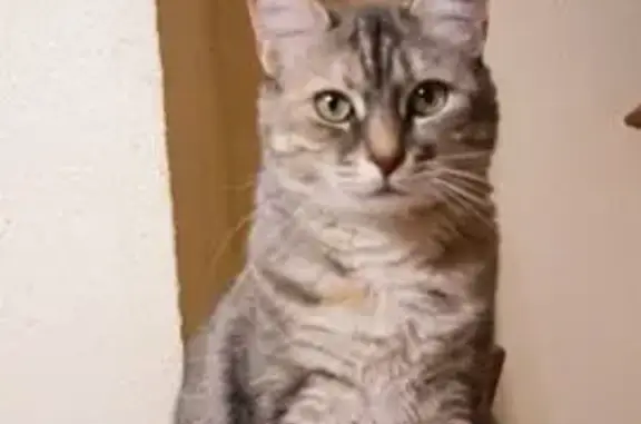Animaux perdus , photo: Chatte grise perdue, sociable, Aix-Villemaur