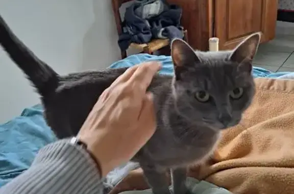 Chat gris européen disparu à Pau - photo