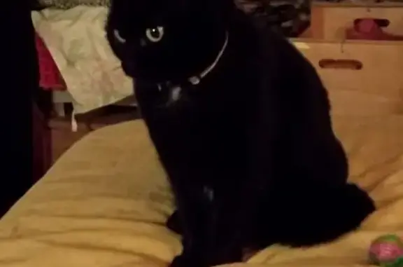 Animaux perdus Tenay, photo: Chatte noire disparue à Tenay