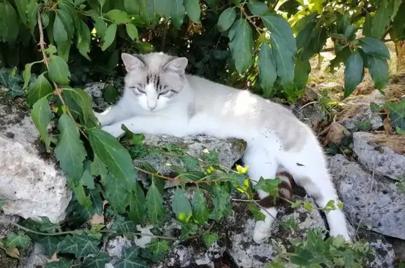 Chat perdu, Meursac, photo: Chat européen siamoisé perdu, yeux turquoise