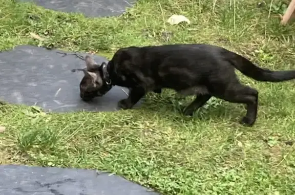 Animaux perdus Rouen, photo: Chat noir tigré disparu à Rouen