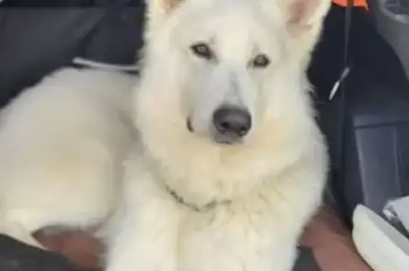 Chien perdu Saint-Genis-les-Ollières, photo : Chien Berger blanc suisse perdu, craintif