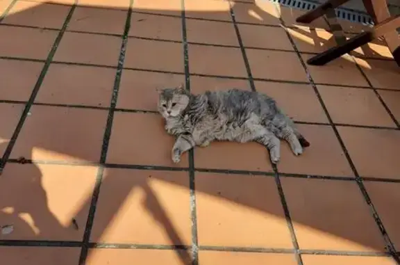 Chat trouvé Hénin-Beaumont, photo: Chat errant âgé trouvé, aide urgente requise