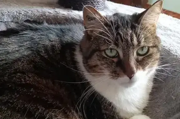Chatte tigrée disparue à Boult-sur-Suippe - photo