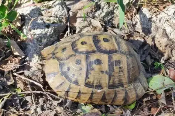 Tortue trouvée à l'hôtel La Magnaneraie - photo