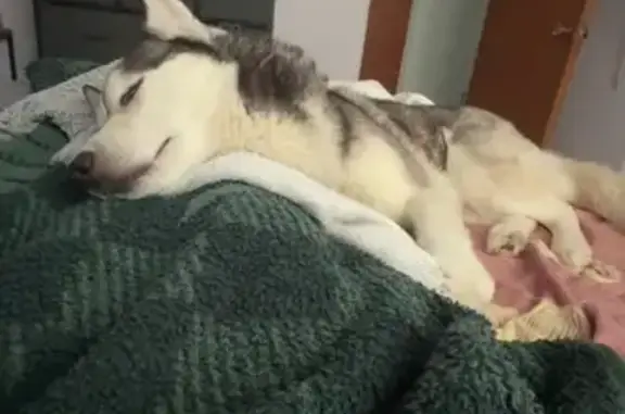 Lost Husky: Black & White, Pine St, Cass City