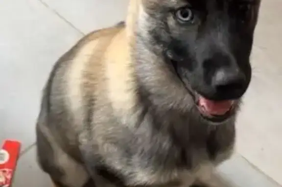 Vol de chienne Malinois à Auterive - photo