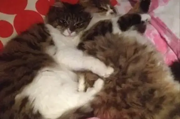 Chat perdu, Cognac, photo: Chatte stérilisée de 7 ans perdue à Cognac