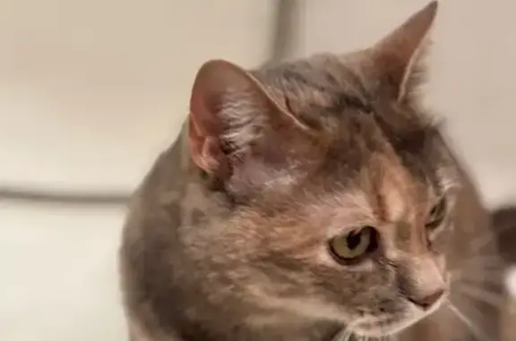 Animaux perdus Pornichet, photo: Chatte grise tigrée perdue à Pornichet
