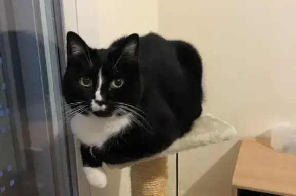 Animaux perdus Lisieux, photo: Chatte disparue à Lisieux, rue Tourville