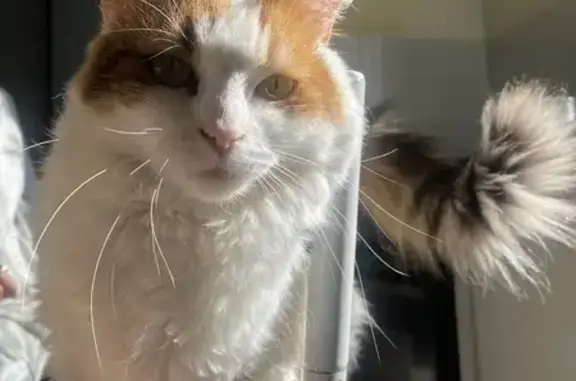 Chat disparu, craintif et peut-être blessé - photo