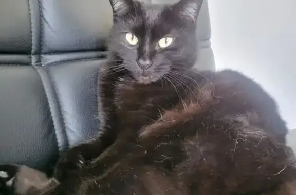Chatte noire perdue à Montluçon - photo