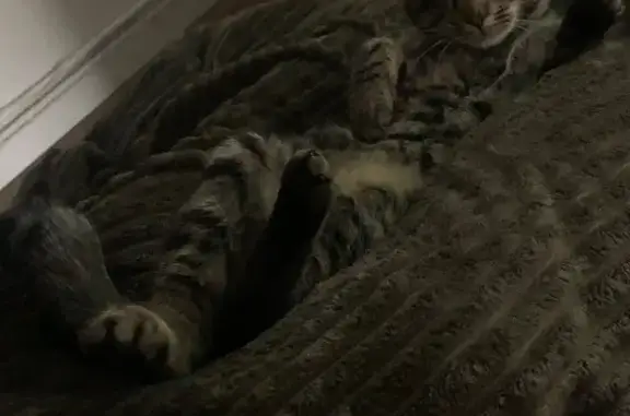 Chat Perdu : Pupuce, un œil, queue tordue - photo