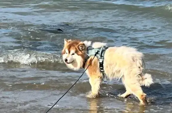 Chien Finnois craintif perdu à Ploufragan - photo