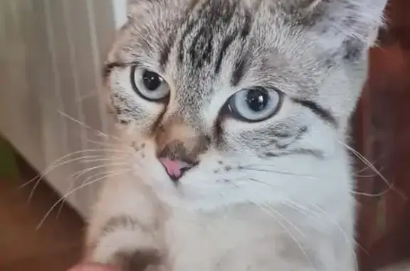 Jeune chatte affectueuse trouvée à Vaïssac - photo