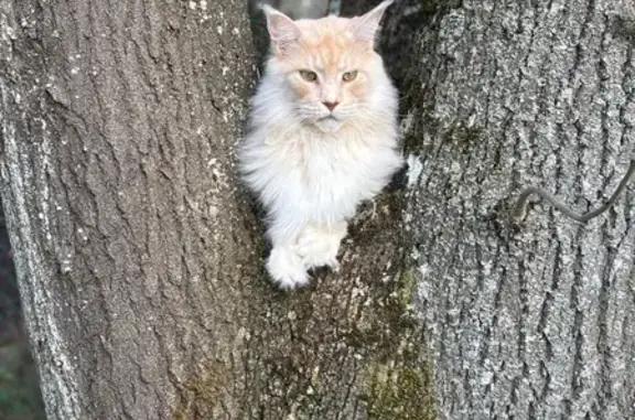 Chat Maine Coon Crème Disparu à Galluis - photo