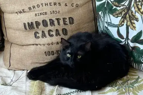 Chat trouvé Tourville-la-Rivière, photo: Chat trouvé : recherche propriétaire, Tourville