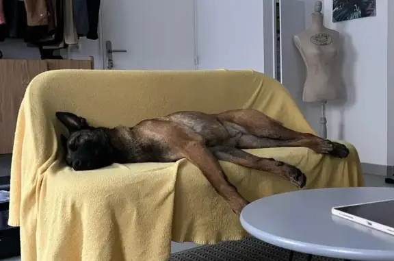 Animaux perdus Toulouse, photo: Chien perdu à Toulouse : Kali, malinoise