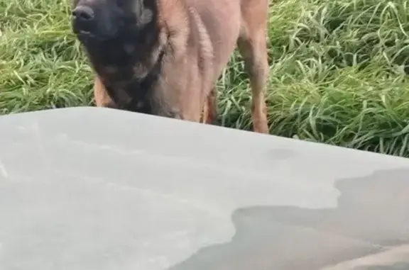 Animaux perdus Toulouse, photo: Malinois perdu à Toulouse, quartier St-Cyprien