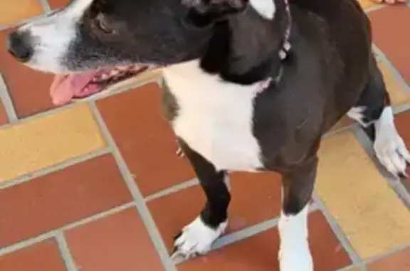 Lost: 5-Year-Old Toy Fox Terrier, SE Banyan