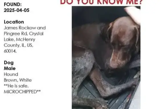 Found: Brown German Shorthair Pointer Safe