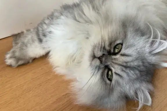 Animaux perdus Toulouse, photo: Chaton perdu, collier, Allée Élise Deroche