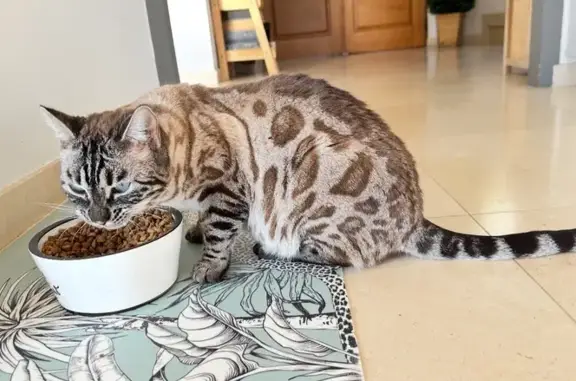 Bengal mâle 2 ans perdu à Grasse - photo