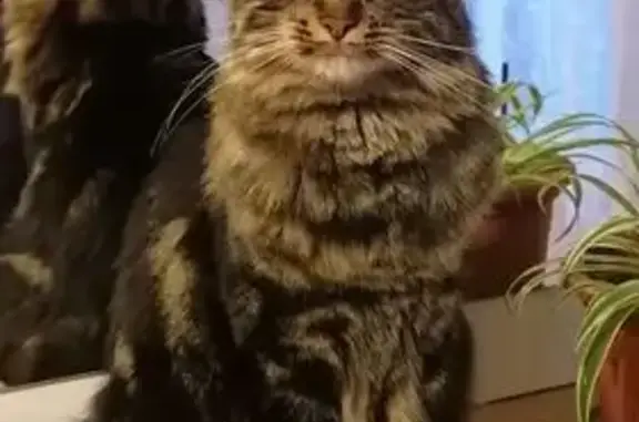 Chat perdu, Saint-Égrève, photo: Simba, chat tigré perdu à Saint-Égrève